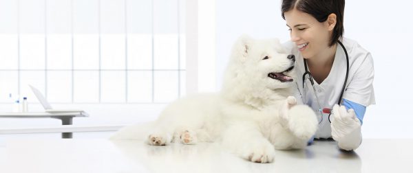 Un cane bianco dal pelo brillante riceve cure da una veterinaria sorridente, simbolo di benessere e vitalità grazie a soluzioni naturali come l'olio di CBN® Special Gold CBD Full Spectrum®.