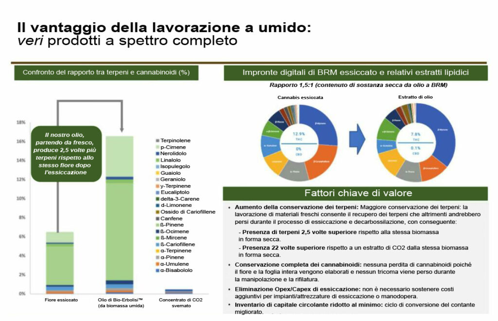 Vantaggi della lavorazione a umido: confronto tra terpeni e cannabinoidi, impronte digitali dell'olio e fattori chiave di valore.