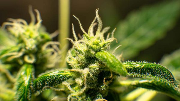 Primo piano di una pianta di cannabis in fiore con tricomi visibili, ricca di cannabinoidi naturali come CBN e CBD.