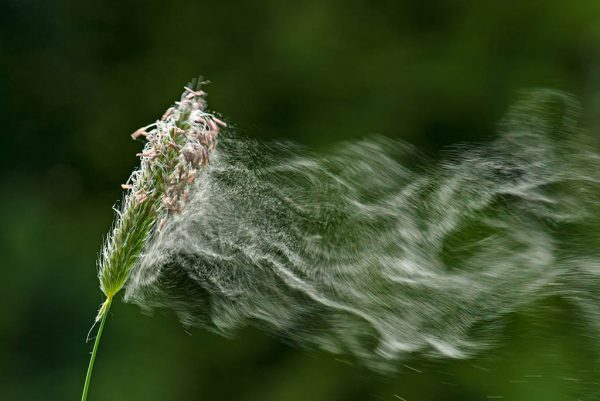 Foto di una pianta di grano in fiore che rilascia polline nell'aria, con uno sfondo sfocato di verde naturale.